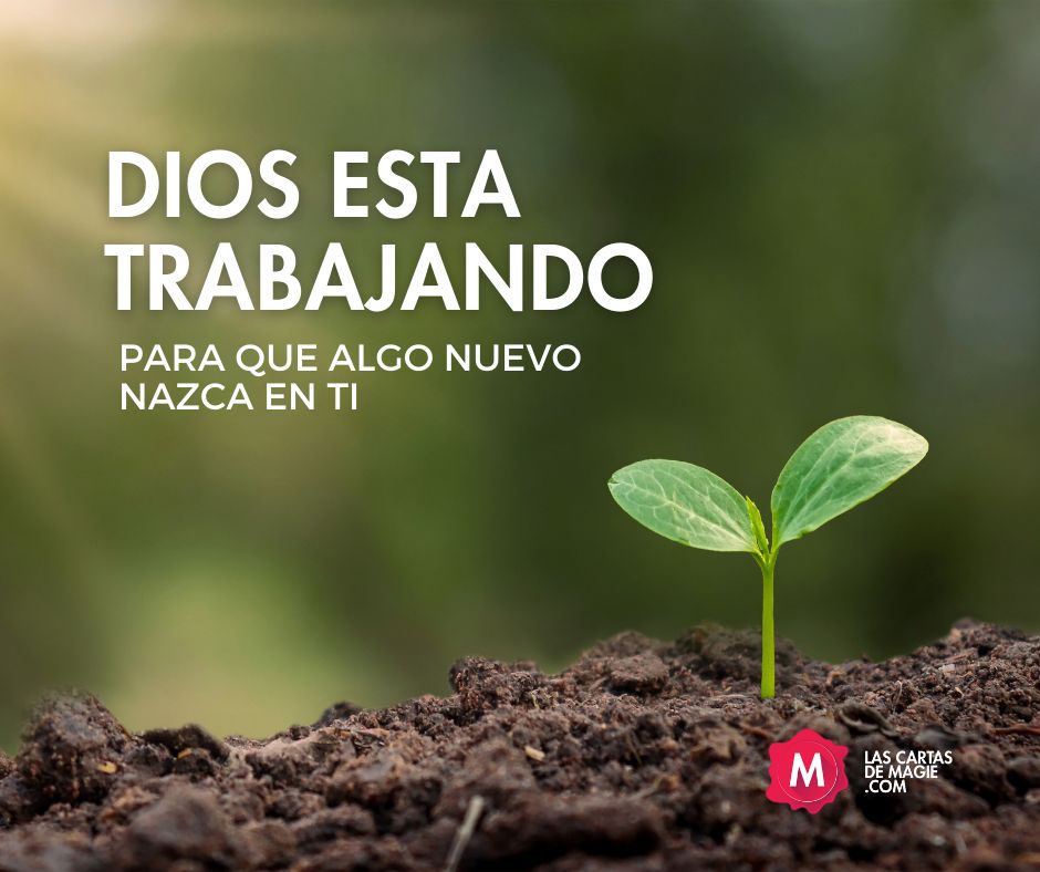 Sigue presionando, sigue avanzando, sigue luchando - Las Cartas de Magie