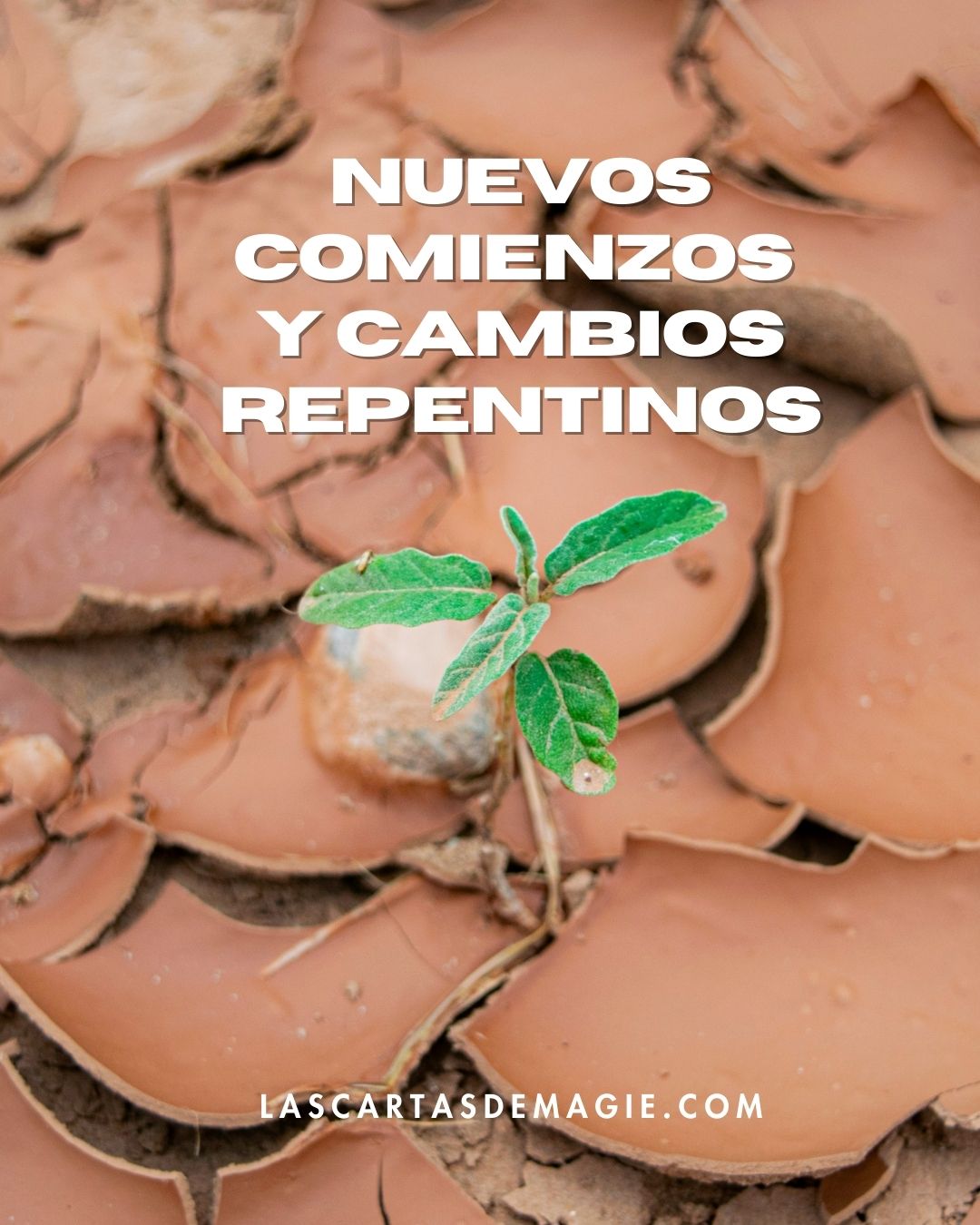 Nuevos comienzos y cambios repentinos - Las Cartas de Magie