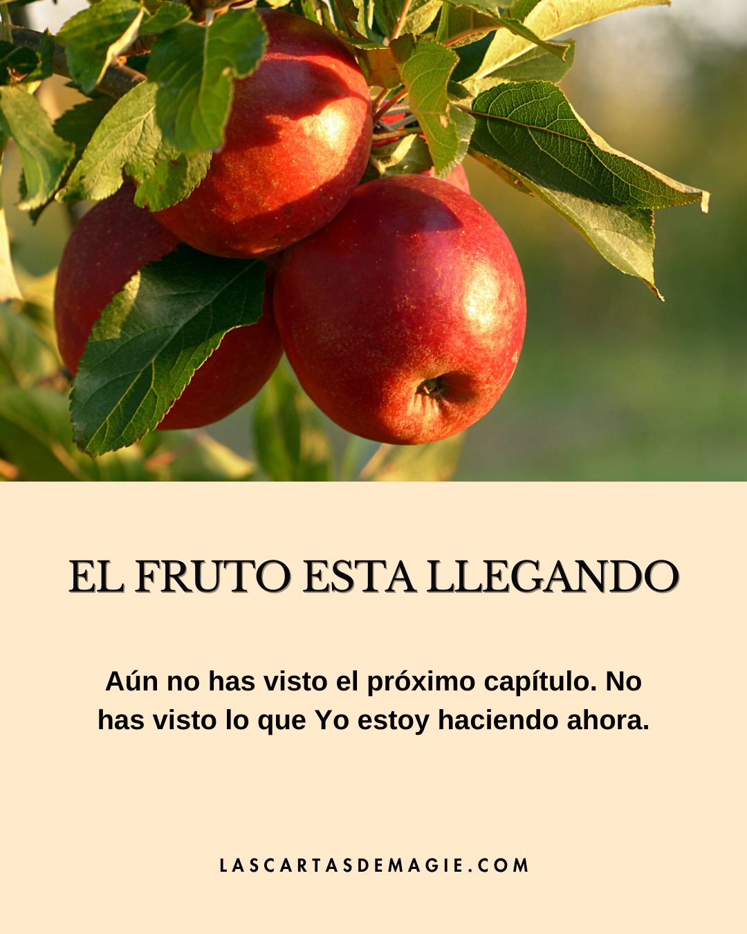 El fruto está llegando - Las Cartas de Magie