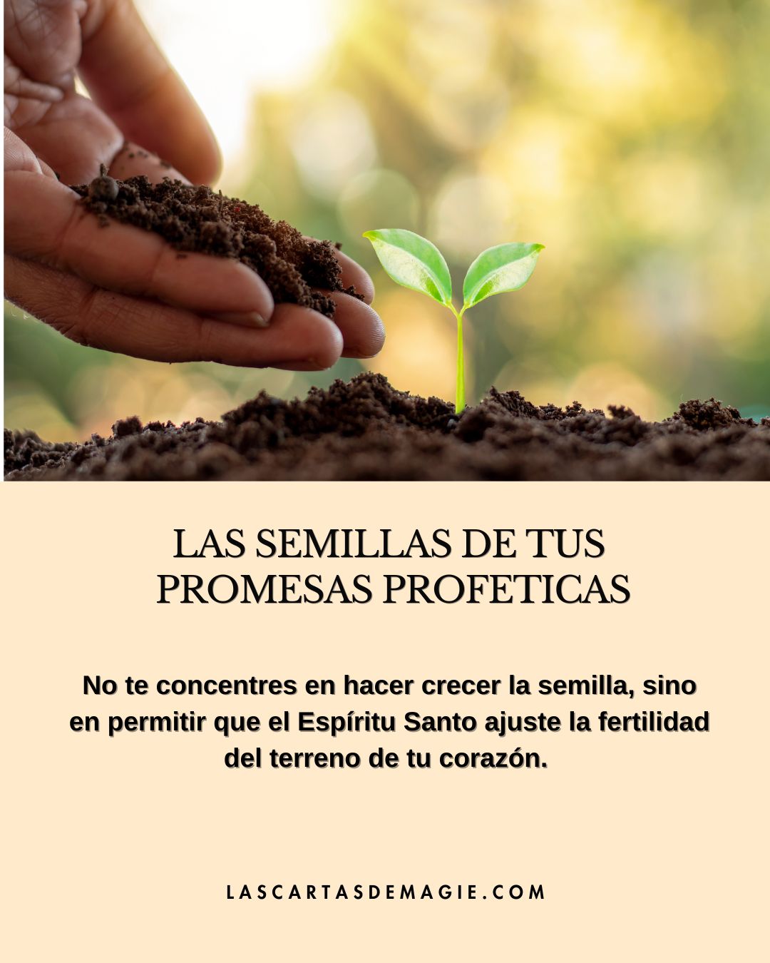 Las semillas de tus promesas proféticas - Las Cartas de Magie