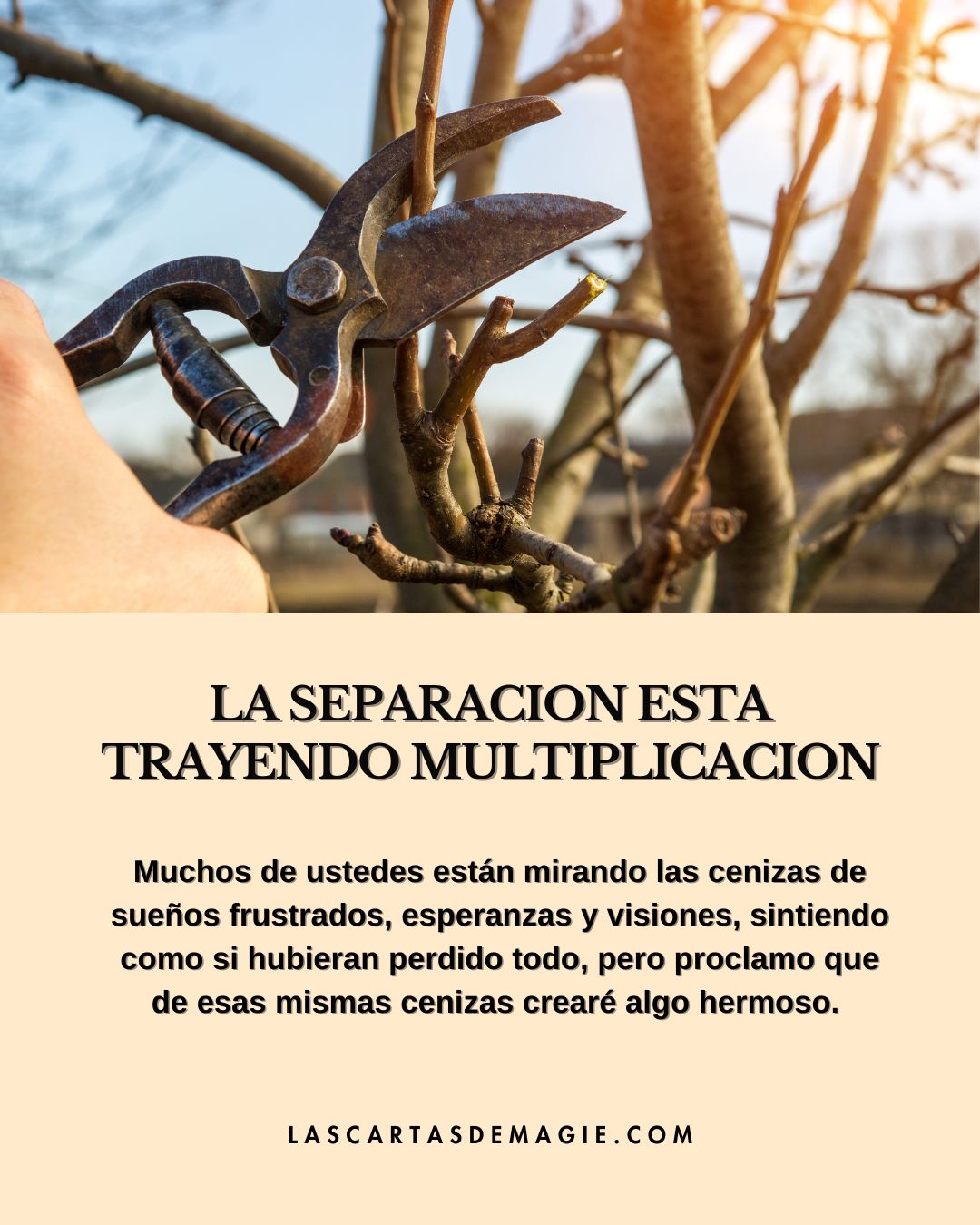La separación está trayendo multiplicación - Las Cartas de Magie