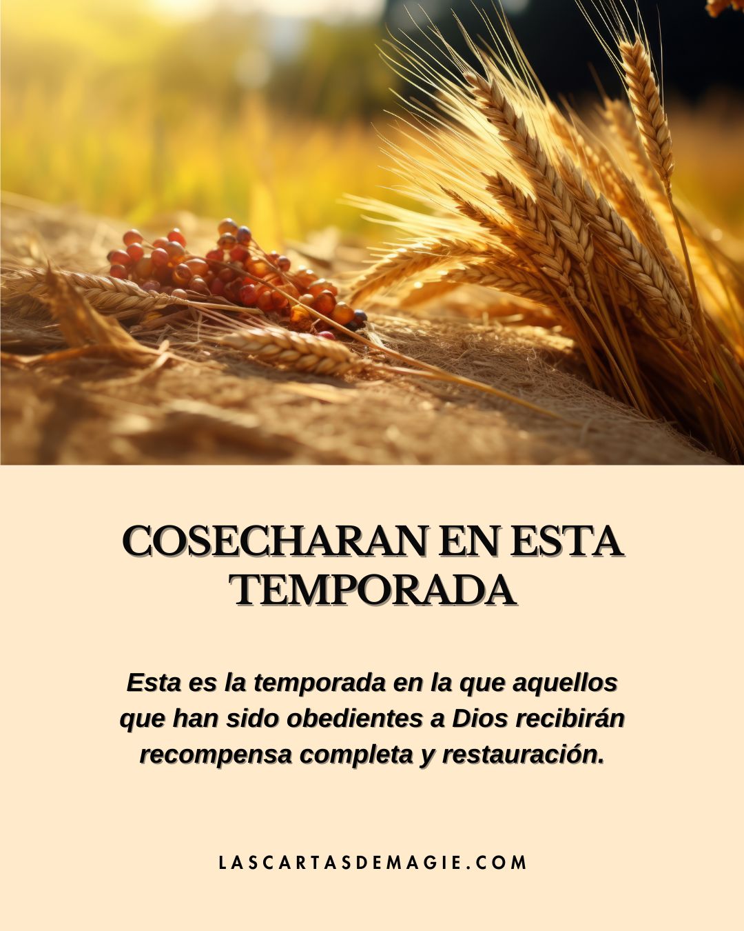 Cosecharán en este temporada - Las Cartas de Magie