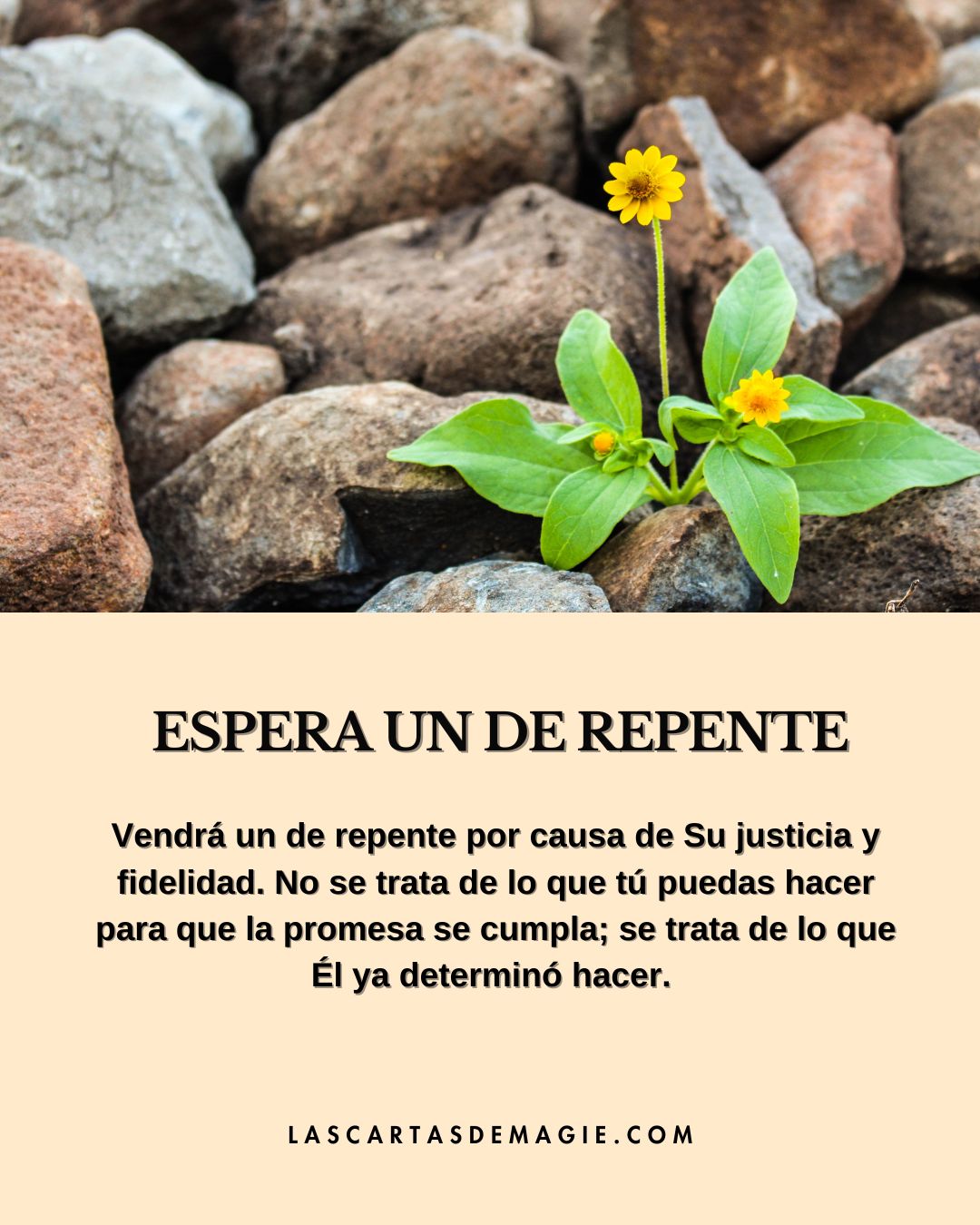 Espera un de repente - Las Cartas de Magie