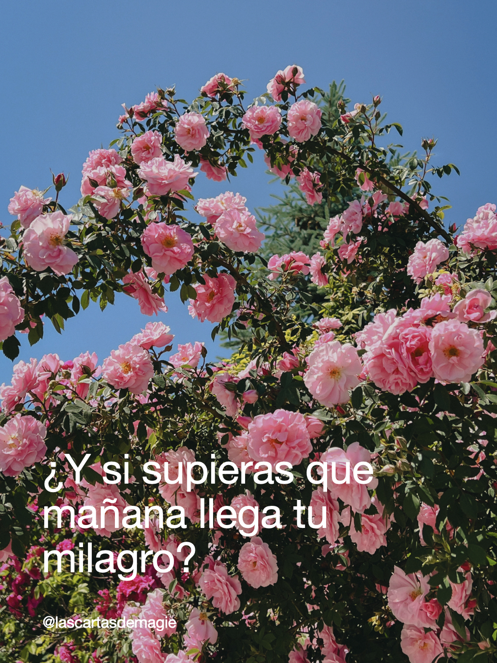 ¿Y si supieras que mañana llega tu milagro? - Las Cartas de Magie