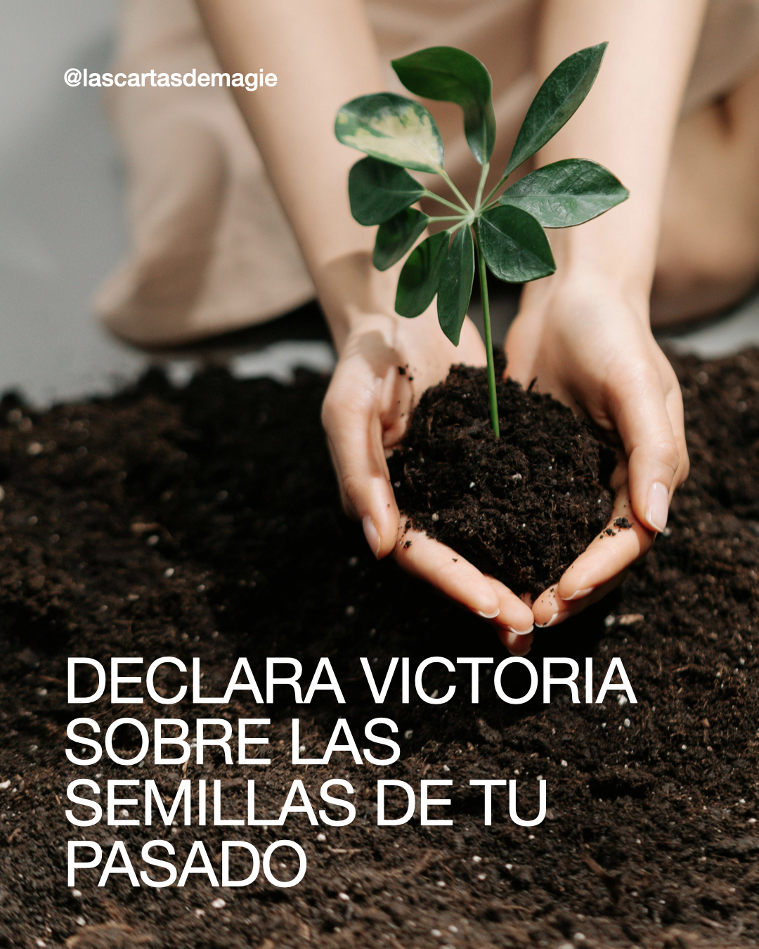 Declara Victoria Sobre las Semillas de tu Pasado - Las Cartas de Magie