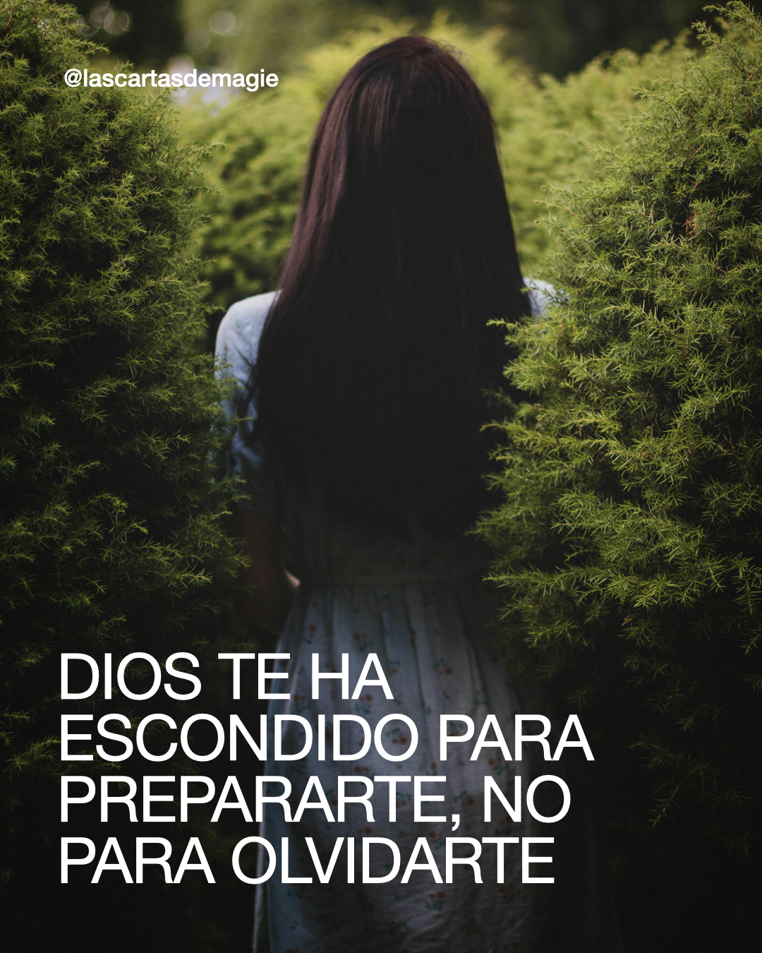 Dios Te Ha Escondido Para Prepararte, No Para Olvidarte - Las Cartas de Magie