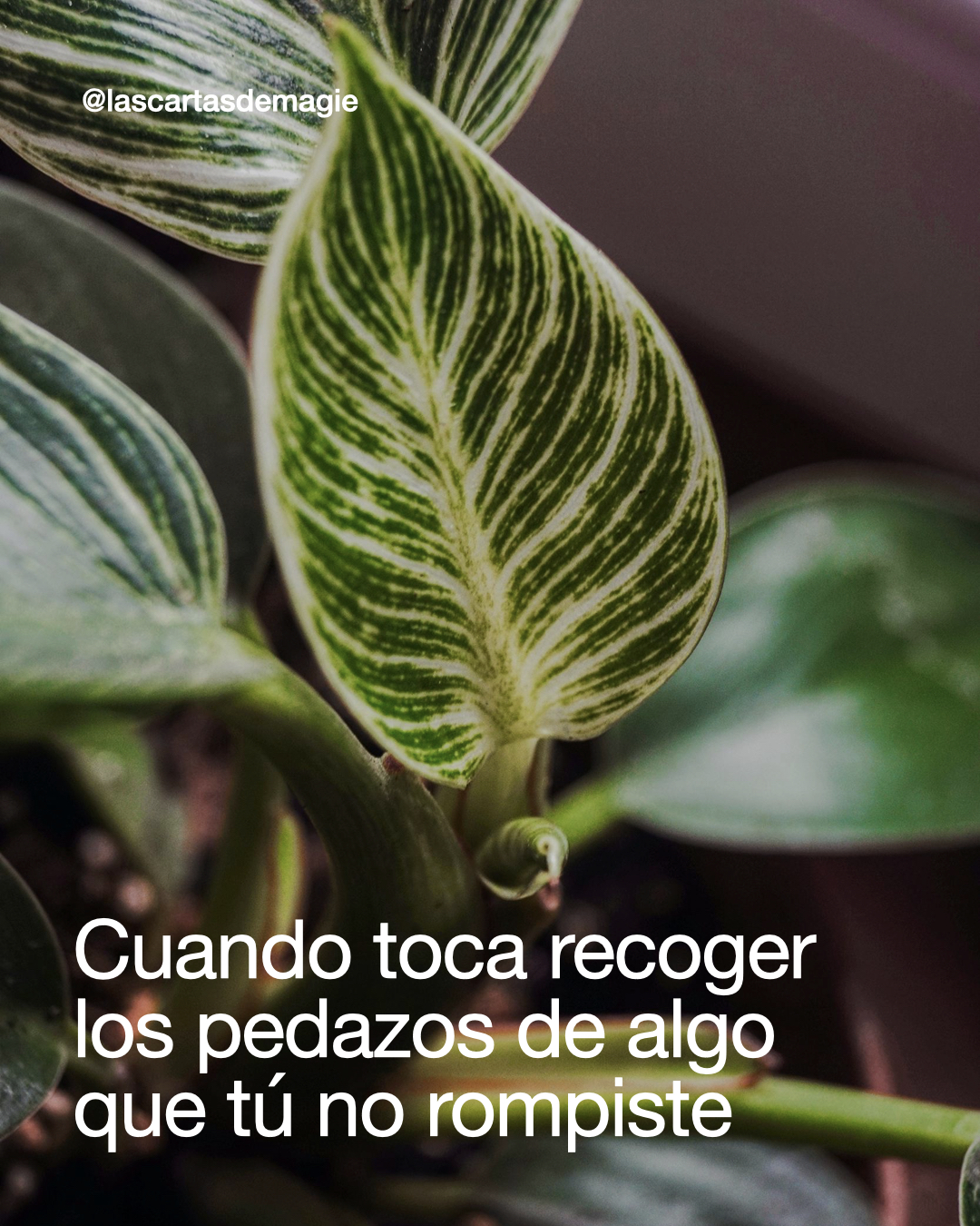 Cuando toca recoger los pedazos de algo que tú no rompiste - Las Cartas de Magie