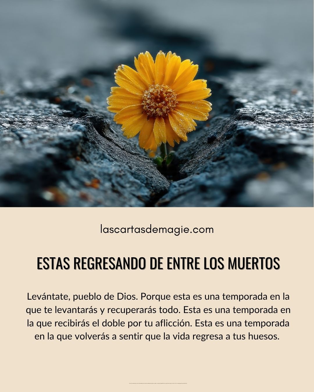 Estás regresando de entre los muertos - Las Cartas de Magie