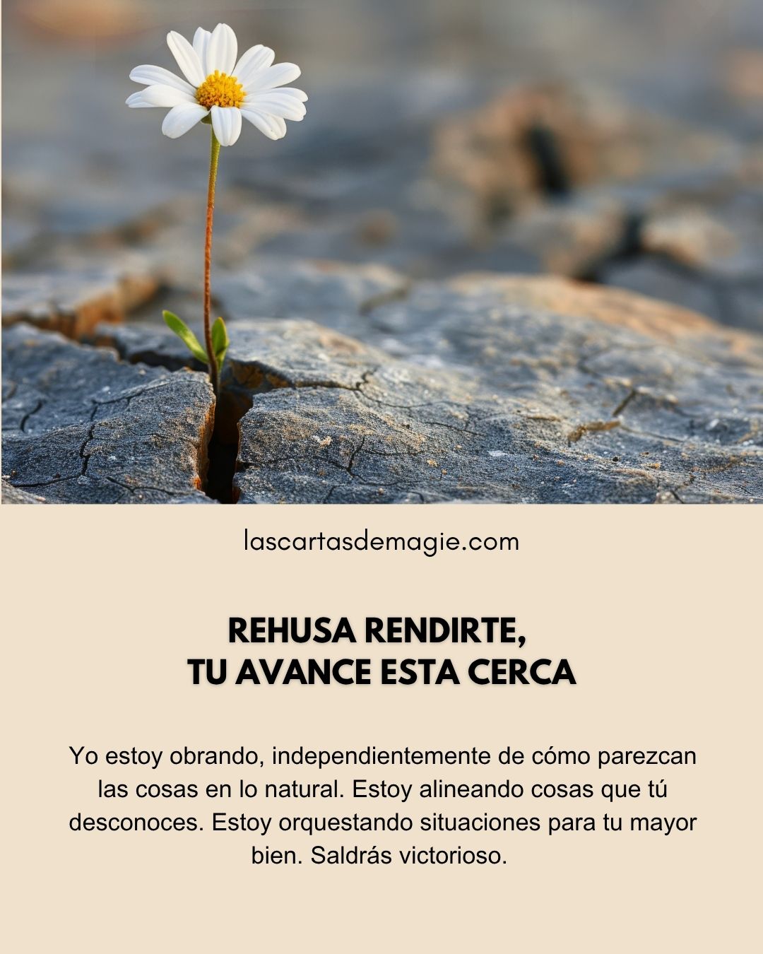 Rehúsa rendirte, tu avance está cerca - Las Cartas de Magie