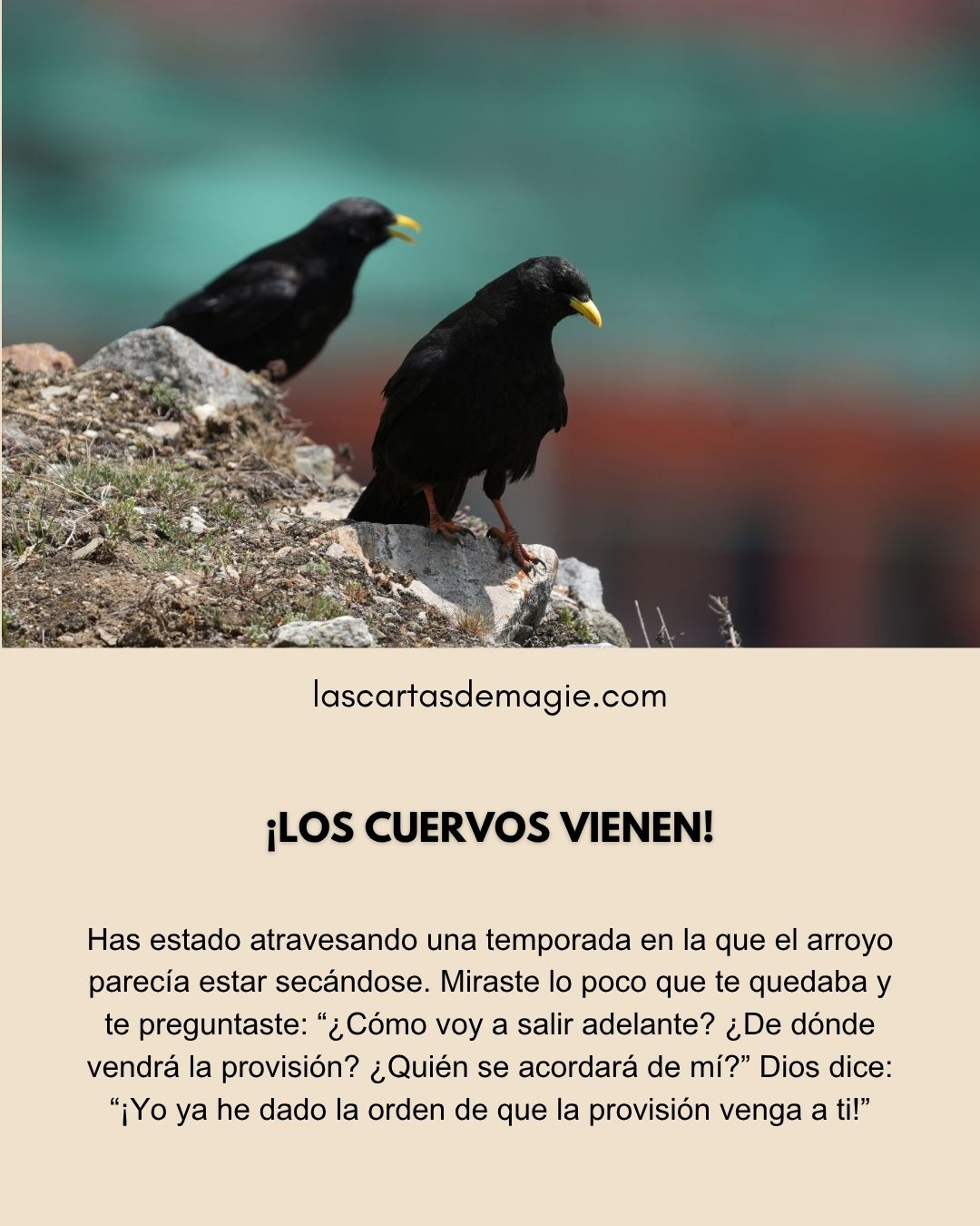 ¡Los cuervos vienen! - Las Cartas de Magie