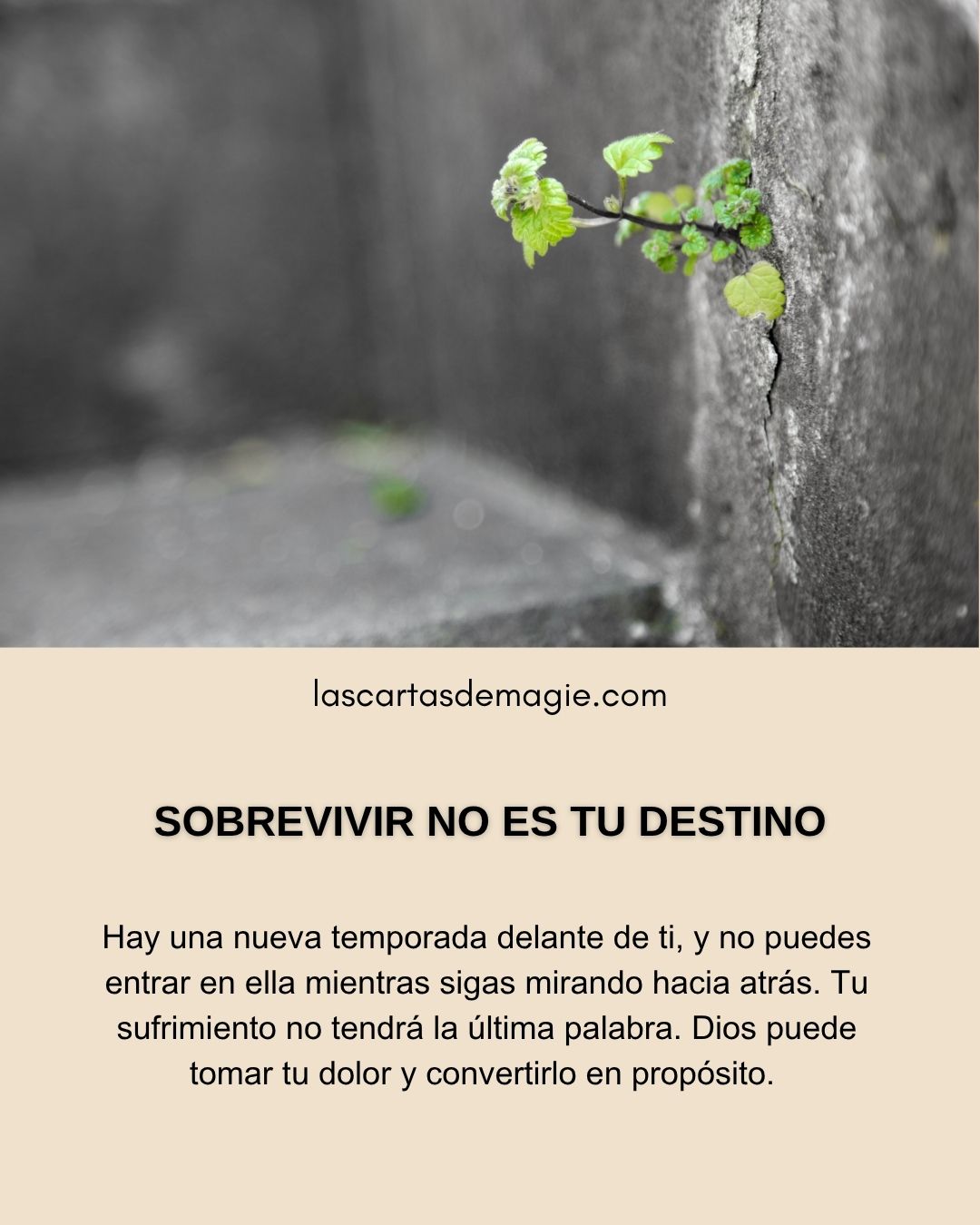 Sobrevivir no es tu destino - Las Cartas de Magie