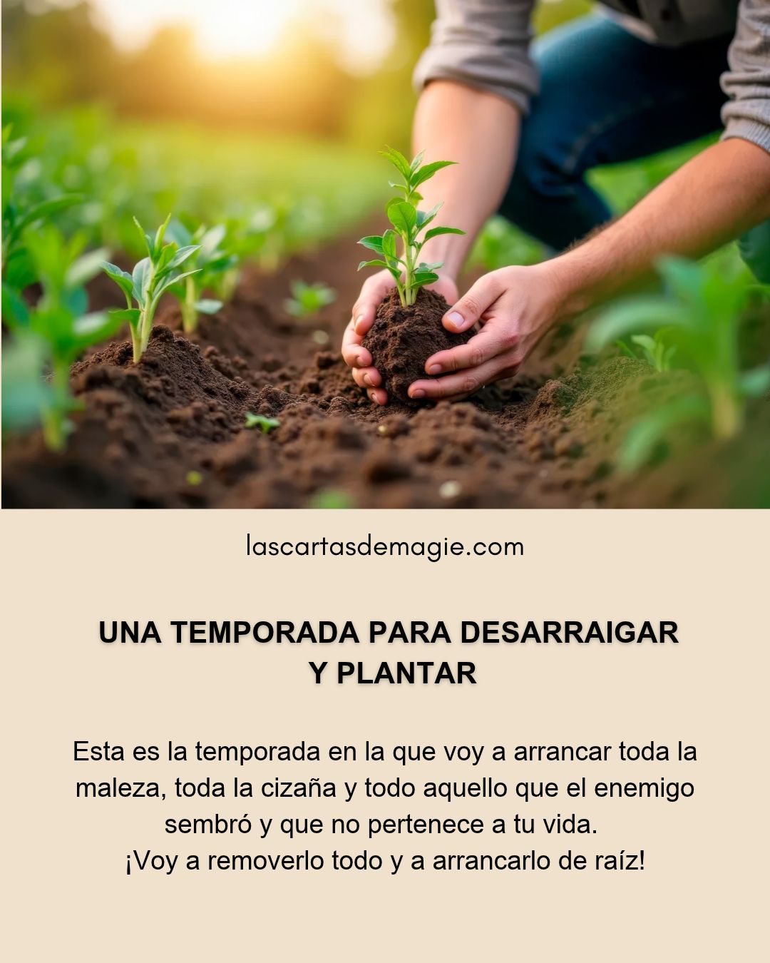 LAS CARTAS DE MAGIE Posts (22)